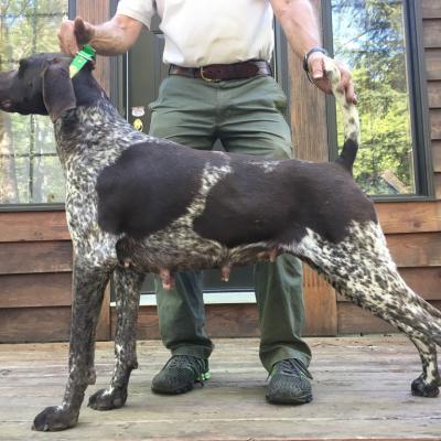 Tank Bonnie Von Seiger Boss Female